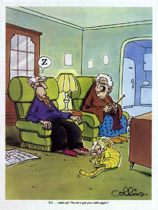 catballs.jpg (50485 bytes)